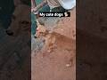 My cute dogs 🐕#cuteanimals #cutedogs #streetdog #cutepets