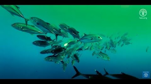 Blue Transformation – A vision for resilient, equitable and sustainable aquatic food systems