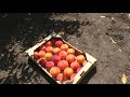 Морозостойкость персика Ред Хевен / 2020