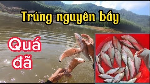Giăng lưới bắt trọn nguyên bầy cá thác lác quá đã .