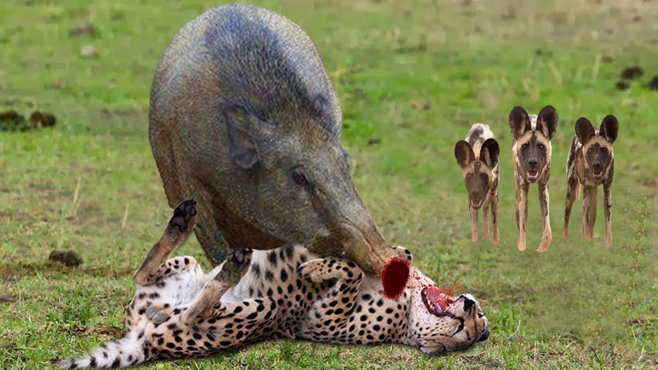 Wild Boar Aggressively Butchered Leopard And The Help Of Wild Dogs Bite wild-boar-aggressively-butchered-leopard-and-the-help-of-wild-dogs-bite