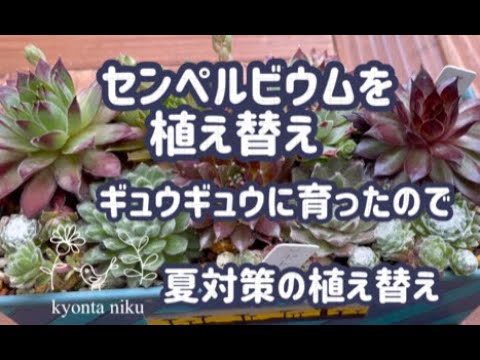 多肉植物 センペルビウムの植え替え Youtube