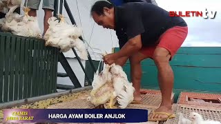 Peternak Ayam Boiler Ciamis Merugi Ratusan Juta