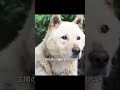 飼い主はもう帰らない…それでも犬は3年間、同じ場所で待ち続ける#shorts #動物解説 #犬