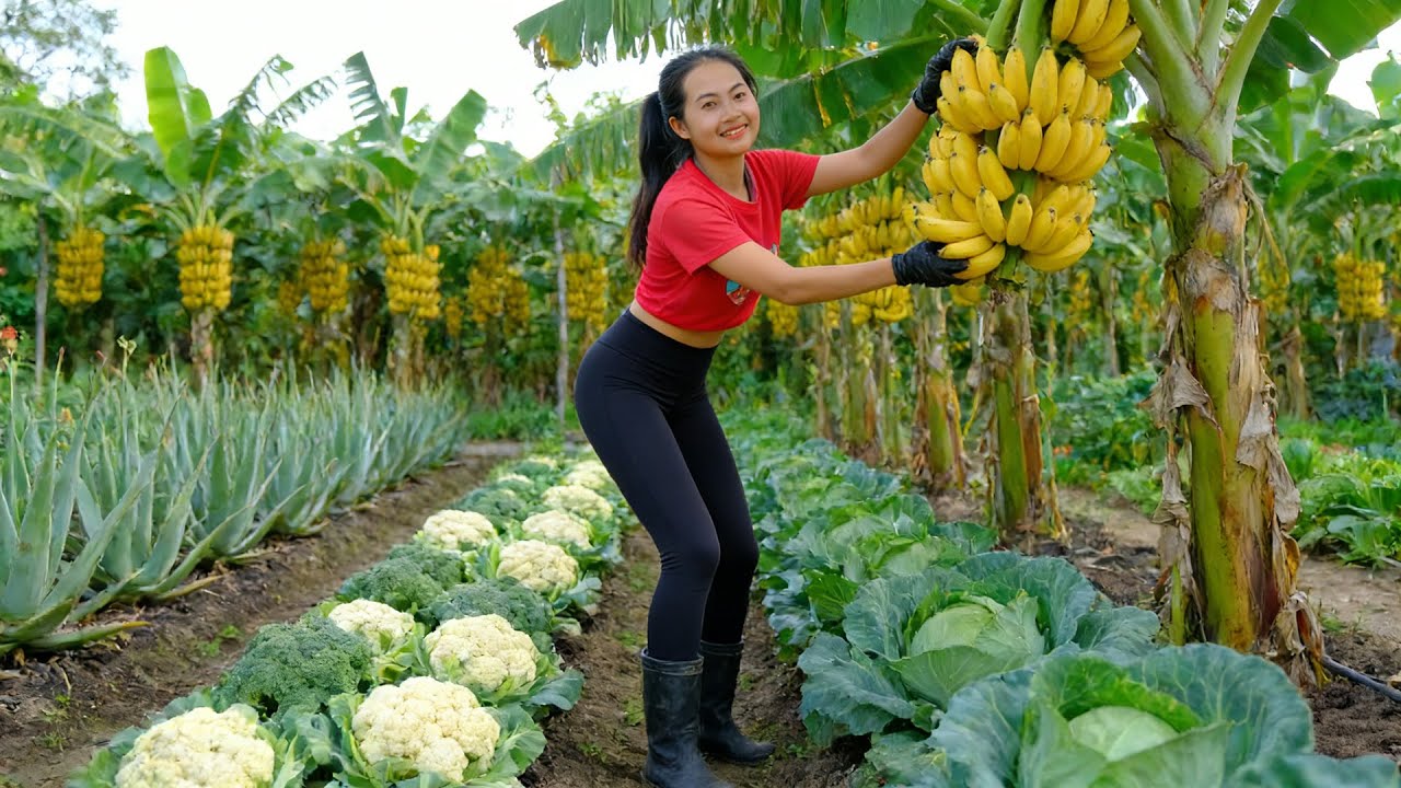 Peaceful Slow Living: Harvets  Aloe Vera, Cauliflower, Bananas, Cabbage To Sell And Cook - Solo Farm