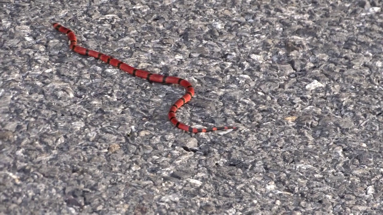 Micrurus nigrocinctus (Central American Coralsnake - Coral verdadera) juvenil