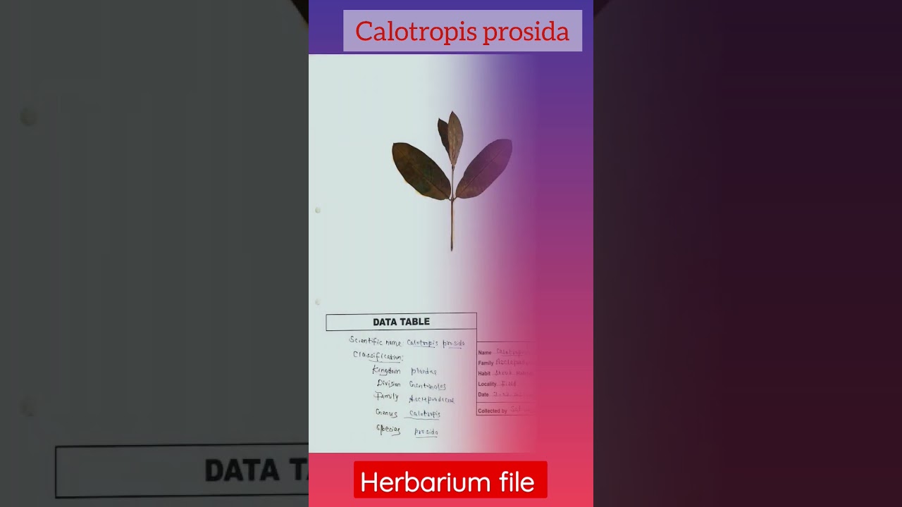 herbarium file bsc 2nd year (4th sem.) _