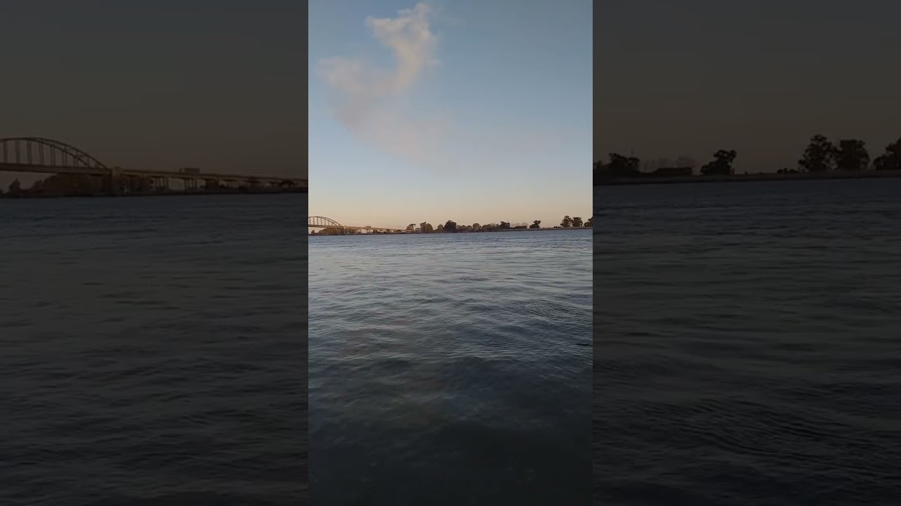 MUITOS PATOS SELVAGEM NO RIO TEJO EM SANTAREM PORTUGAL.