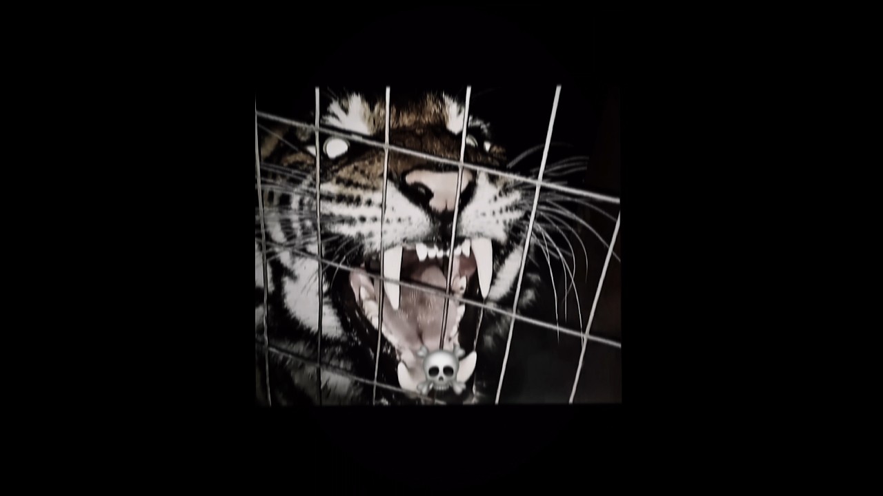 Animais que matariam um Leão Africano facilmente 