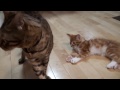 先住猫ベンと新入り子猫メイの仲良く遊べるまでの25日間　25 days until the good friends  bengal & maincoon