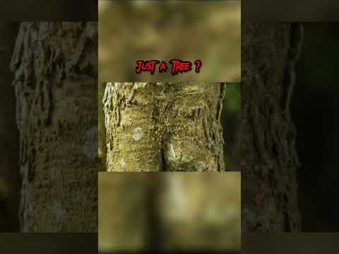 Scariest Things In Hidden Normal Photos 😰 ( Creepy shorts ) #shorts