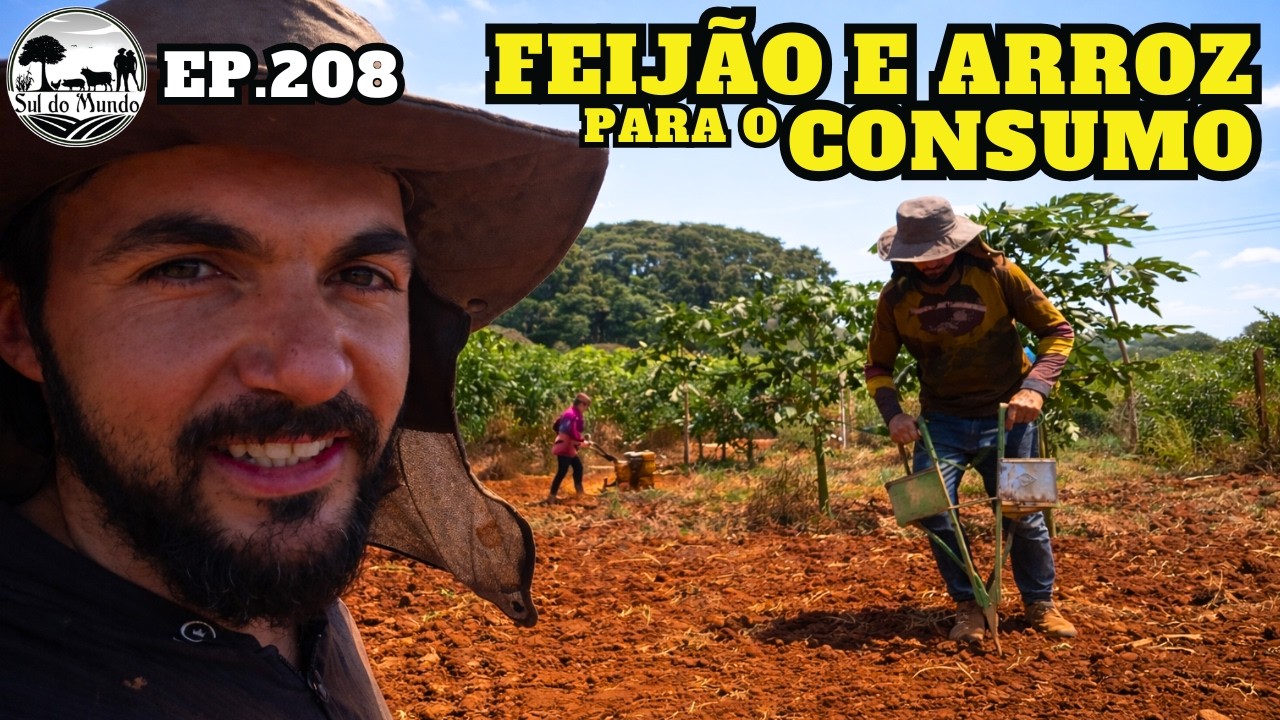 ✅ FEIJÃO CRIOULO e ARROZ SEQUEIRO para o CONSUMO - FAZENDO O PLANTIO