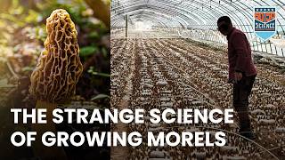 Morels: Cultivating The Most Wanted Mushroom on Earth | 50x50 Science