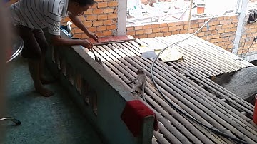 Khỉ Núi Cô Tô Có Gì Hot (Du Lịch Và Khám Phá #1)