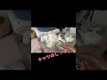 一緒に寝てる…珍しいこともあるものだ#猫 #cat