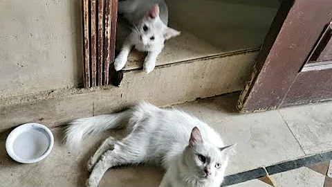 Video 10133981: persian cat mother, cat kitten play fun