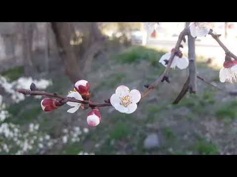 Tbilisi 21.03.2019. 3-ий массив (улица Калоубани). მე-3 მასივი. Kaloubani street