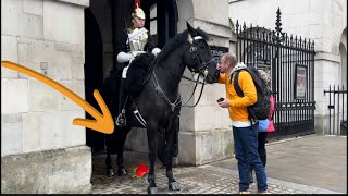 Someone thrown flower 🌷 inside horse box | Horse Guards Parade