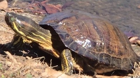 The Red-Eared Slider Turtle-Trachemys Scripta Elegans! #redearedslider #redearedsliderturtle