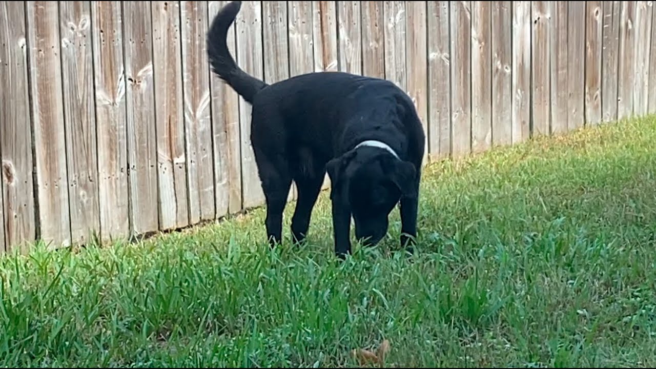 Photo inspiration: Fresh Look at Shadow Grazing In The Yard