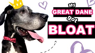 Our Great Dane BLOAT EMERGENCY! - How His Life was SAVED & My #1 Tip for Keeping Him Alive!