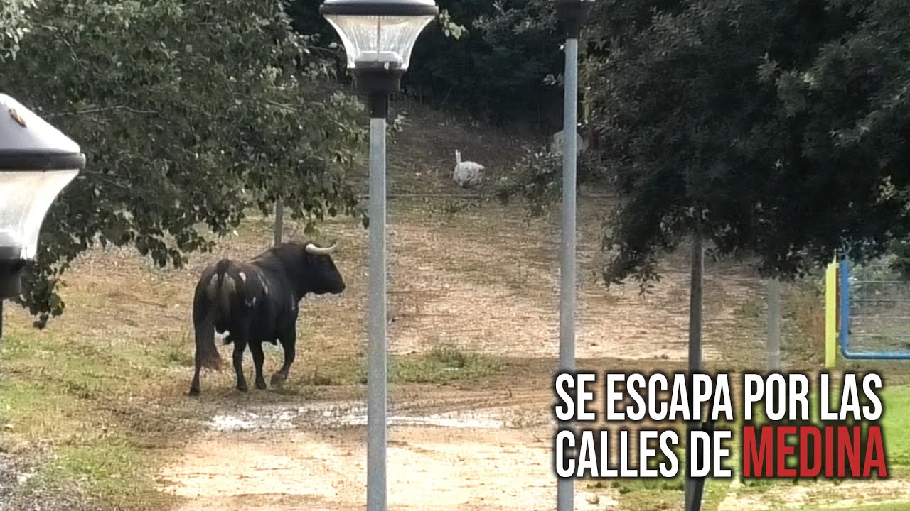 Medina del Campo 2023 El Toro se Escapa Por Las Calles