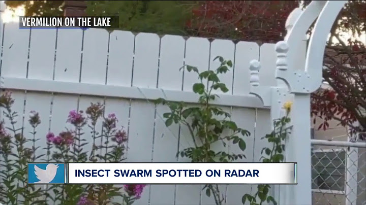 Dragonflies swarm across Northeast Ohio