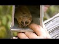The World's Smallest Lemur | Attenborough and the Giant Egg | BBC Earth