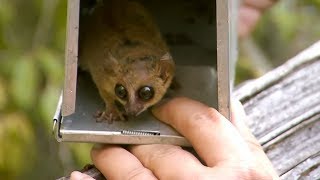 The Madame Berthe S Mouse Lemur Critter Science The Madame Berthe S Mouse Lemur Critter Science