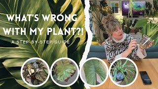 What's Wrong With My HOUSEPLANT??!! 💀 A Houseplant Technician's Guide to Common Houseplant Problems🌿