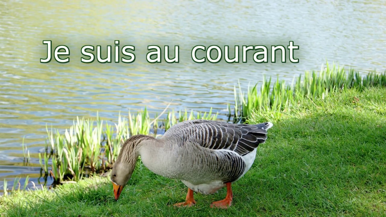How to pronounce "Je suis au courant" in French YouTube