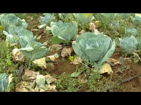 Video: Gjenkjenne myk råte i cole-avlinger - hvordan kontrollere myk råte av cole-grønnsaker