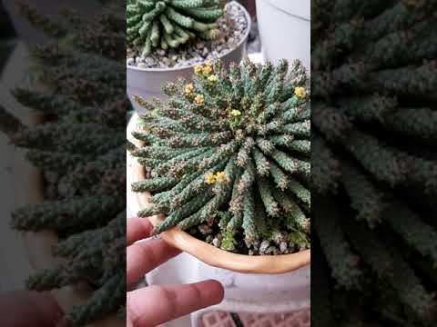 Videó: Mi a Medusa feje, Euphorbia – Tippek a Medusa fej növényeinek gondozásához
