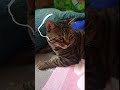 даже Микки шарит за тренд