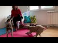 Lagotto helpers - useful trick