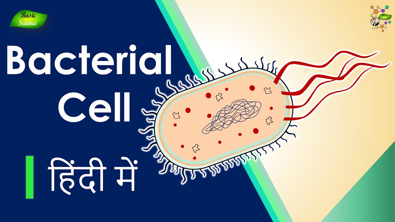 Animal Cell क्या है? | संरचना और कार्य | Animal Cell Model कैसे बनाना है?  Basic Science Series Hindi - YouTube