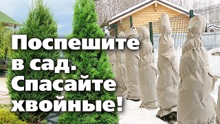 Зачем и как нужно защищать хвойные от солнца. Советы профессионального садовника