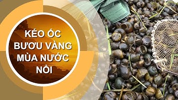 TĂNG THU NHẬP NHỜ KÉO ỐC BƯƠU VÀNG MÙA NƯỚC NỔI