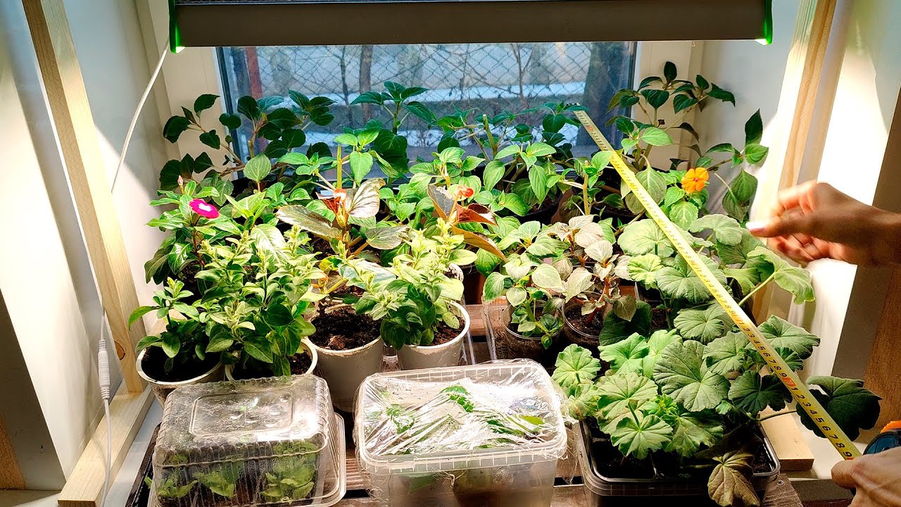 КАКИЕ РАСТЕНИЯ И КАК РАЗМЕЩАЮ ПОД ЛАМПАМИ. ЛАМПЫ ФУЛ СПЕКТРА, ЛАМПЫ ...