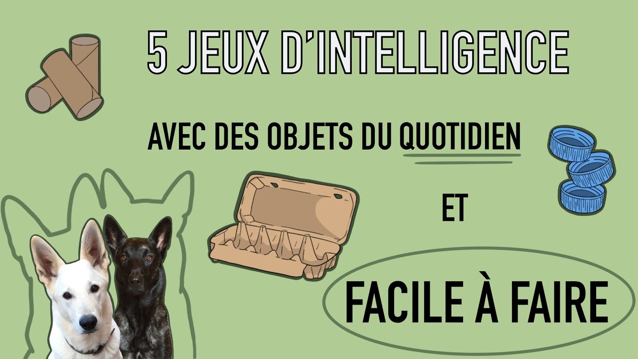 5 jeux d’intelligence pour chien à créer facilement - YouTube