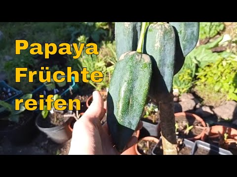 Babaco kurz vor der Ernte: Diese Reifezeichen jetzt beobachten