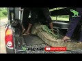 Release of a crocodile entered to a village!