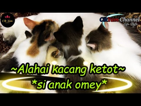 Alahai Si Kacang Ketot "si Anak Omey