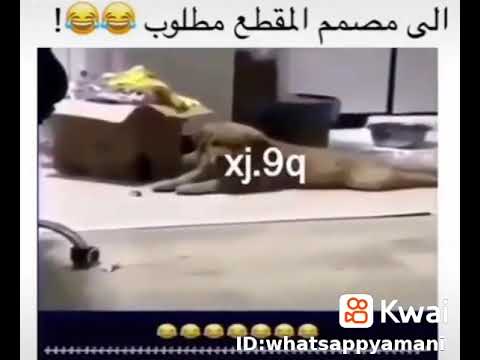 عير بكسك ابو يعيوره