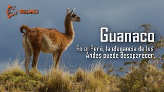EL GUANACO: EN EL PERÚ, LA ELEGANCIA DE LOS ANDES PUEDE DESAPARECER.
