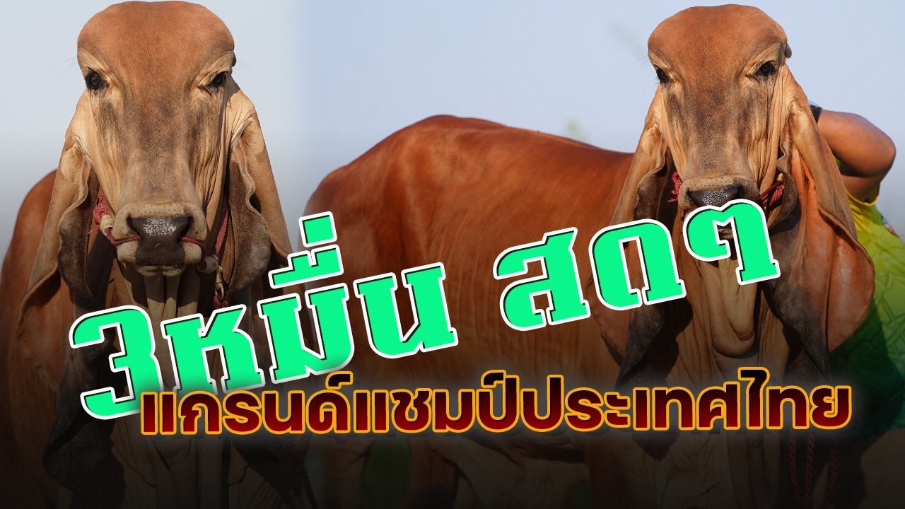 แกรนด์แชมป์ 3หมื่นสดๆ