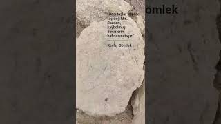 'Ocean Relic' — Ancient Trace of the Sea