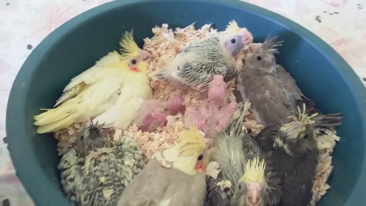O Que Dar Para Calopsita Filhote Comer
