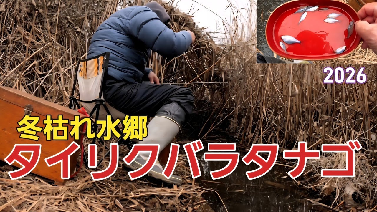 タナゴ釣り]冬枯れ水郷でタナゴ釣り、のんびり#タナゴ釣り#タイリク