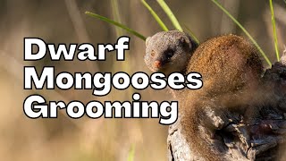 Dwarf Mongooses Grooming | Short Observations Ep. 2